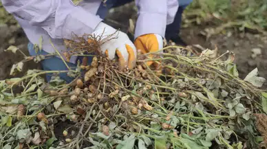 Hatay’da Yer Fıstığı Rekoltesi Yarı Yarıya Düşünce Fiyatlar Uçtu!